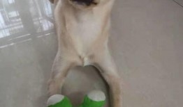 火狗新皮肤爆料视频下载